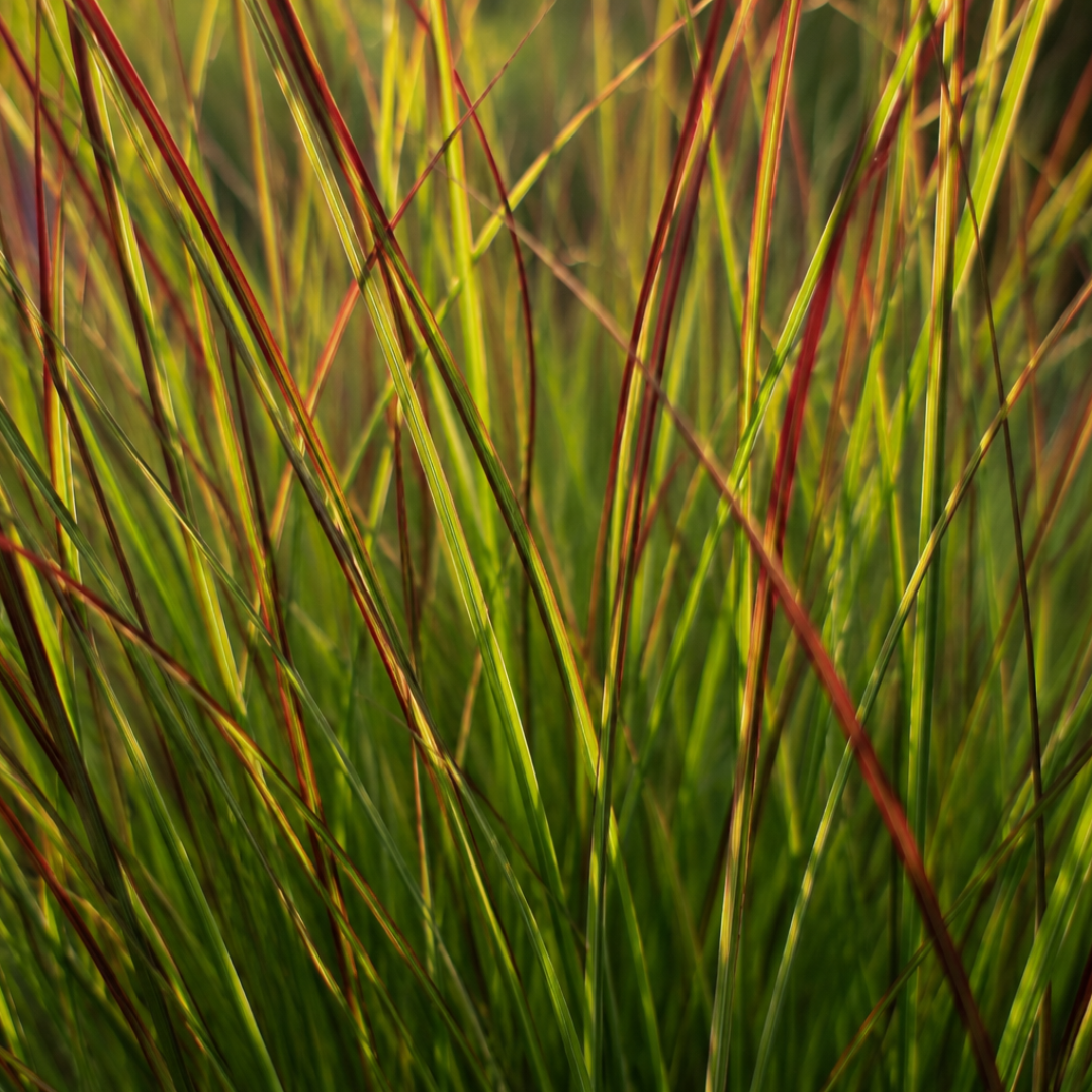 Panicum virgatum ‘Rotstrahlbusch’ (6 stuks)