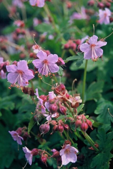 Geranium macrorrhizum (6 stuks)