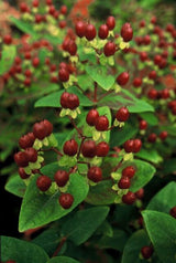 Hypericum inodorum 'Beauty' (6 stuks)