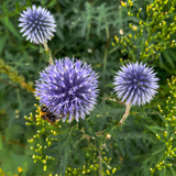 Echinops ritro (6 stuks)