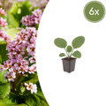 Bergenia cordifolia (6 stuks)