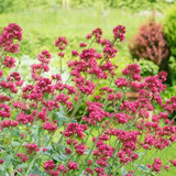 Centranthus ruber 'Coccineus' (6 stuks)