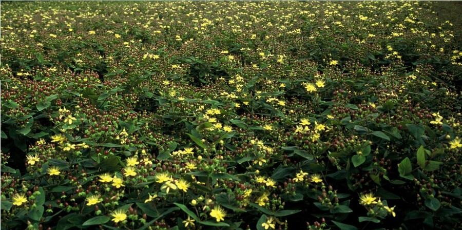 Hypericum inodorum (6 stuks)