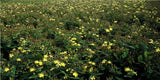 Hypericum inodorum (6 stuks)