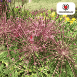 5x Allium Schubertii