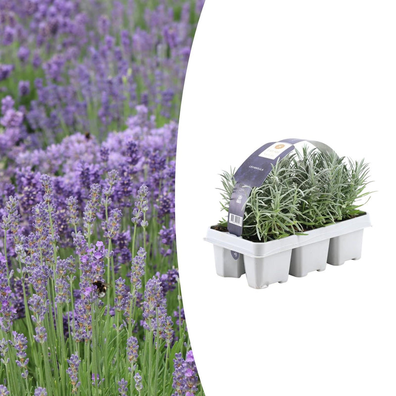 Lavandula angustifolia (6 stuks)