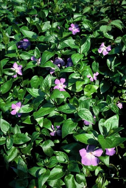 Vinca major (6 stuks)