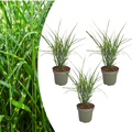 Miscanthus sinensis ‘Zebrinus’ (3 stuks)