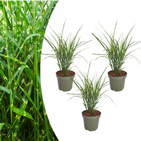 Verpakking — Miscanthus sinensis ‘Zebrinus’ (3 stuks)