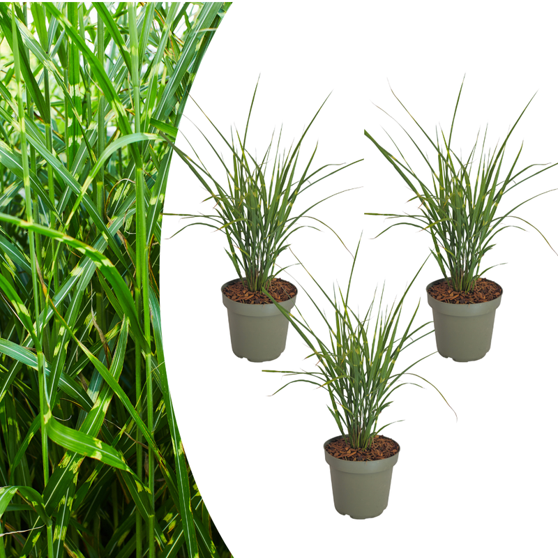 Miscanthus sinensis ‘Zebrinus’ (3 stuks)