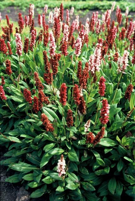 Persicaria affinis 'Darjeeling Red' (6 stuks)