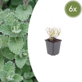 Calamintha nepeta (6 stuks)