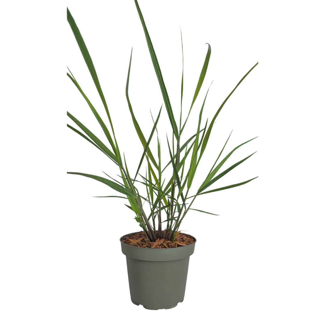 Panicum virgatum ‘Rotstrahlbusch’ (6 stuks)