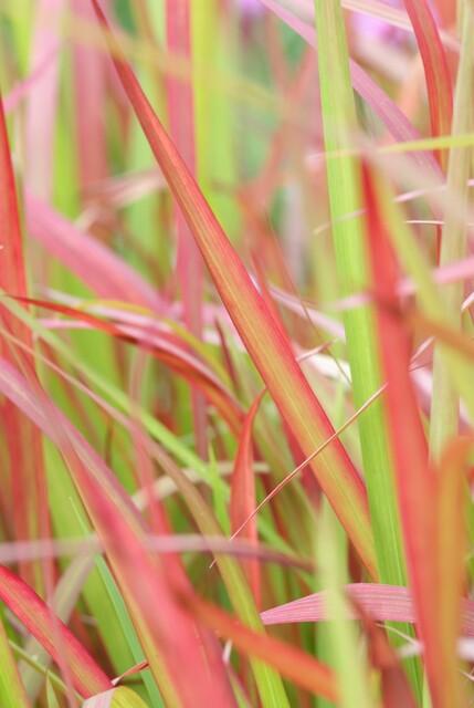 Imperata cylindrica 'Red Baron' (6 stuks)