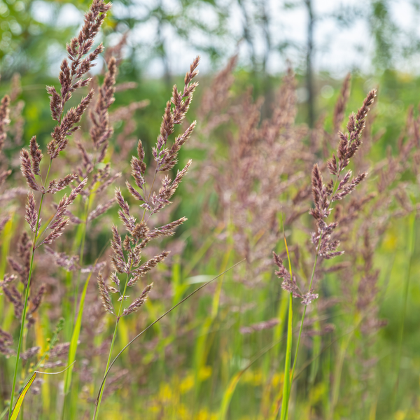 Calamagrostis brachytricha (6 stuks)