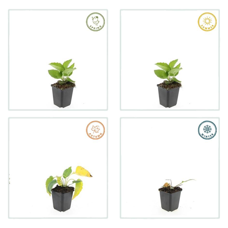 Rudbeckia fulgida 'Goldsturm' (6 stuks)