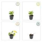 Rudbeckia fulgida 'Goldsturm' (6 stuks)
