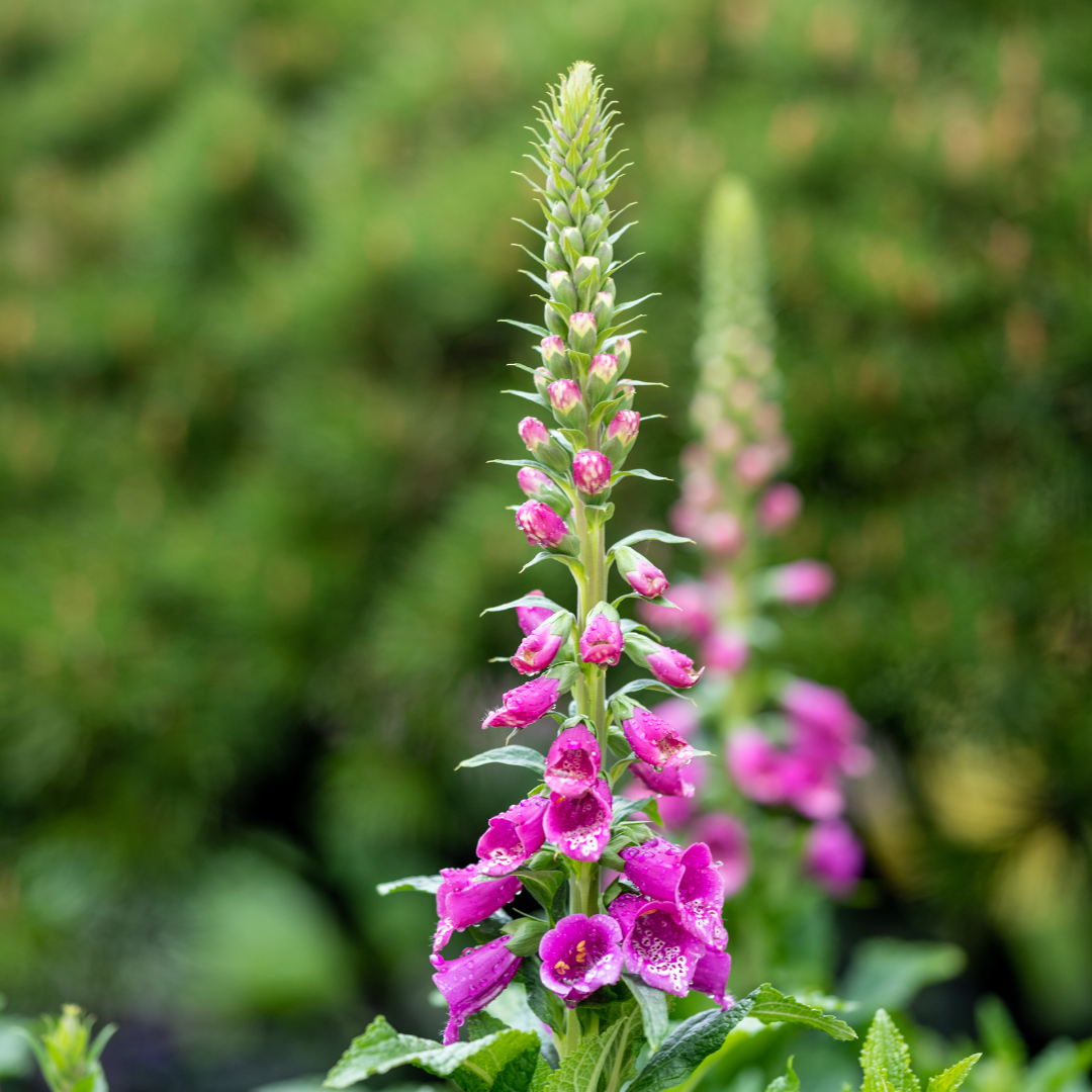 Digitalis purpurea (6 stuks)