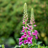 Digitalis purpurea (6 stuks)