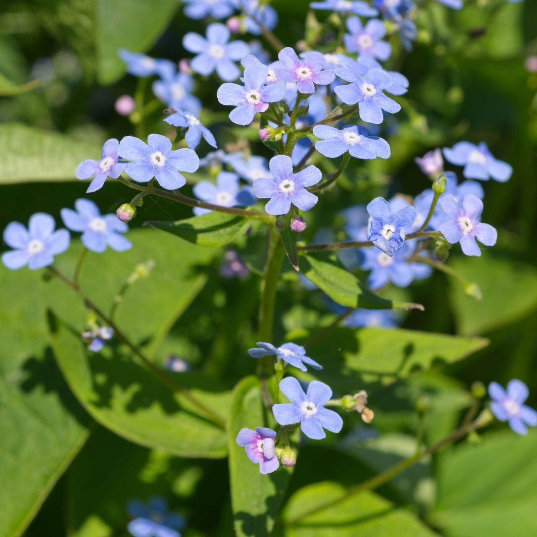 Brunnera macrophylla (6 stuks)