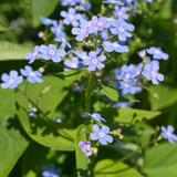 Brunnera macrophylla (6 stuks)