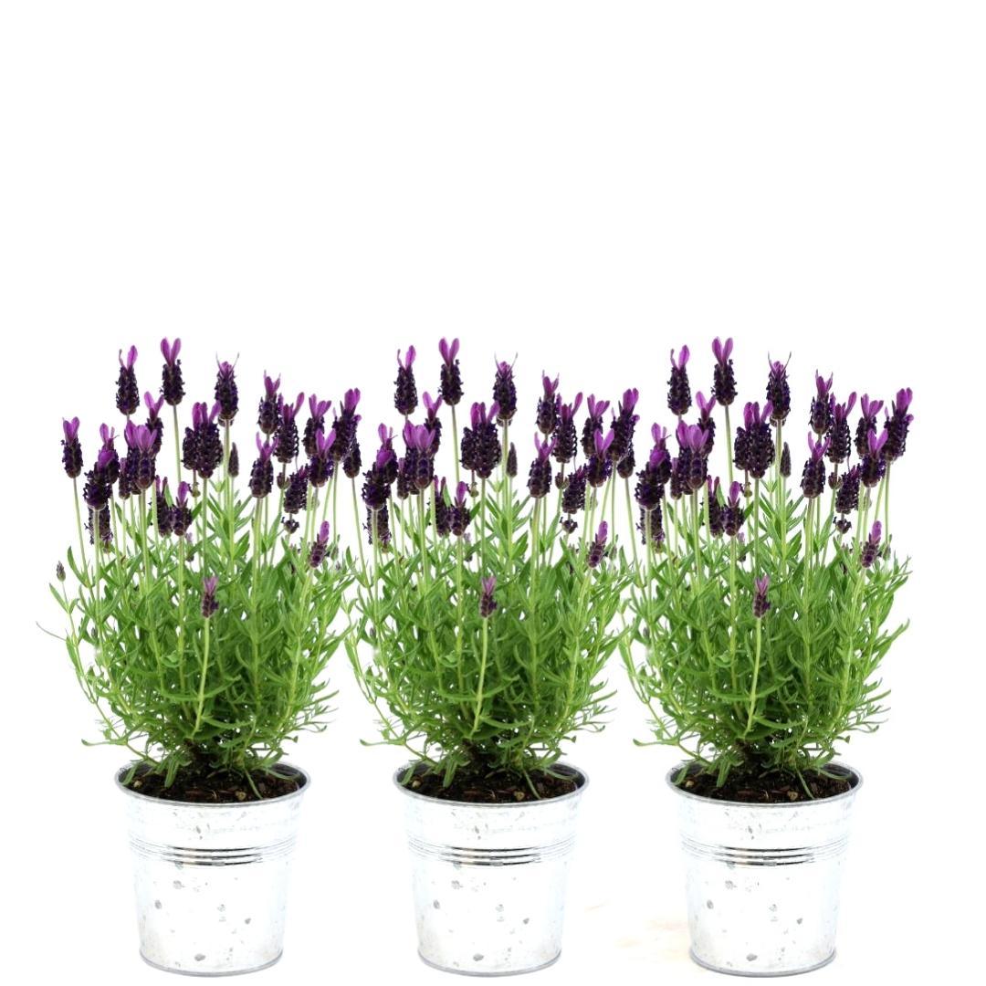 Lavandula stoechas 'Anouk' (3 stuks)