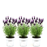Lavandula stoechas 'Anouk' (3 stuks)