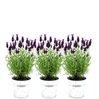 Verpakking — Lavandula stoechas 'Anouk' (3 stuks)