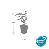 Hypericum inodorum (6 stuks)