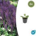 Salvia nemorosa 'Mainacht' (6 stuks)