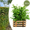 Palletdeal Haagplanten:  50 Fagus sylvatica Mini Pallet