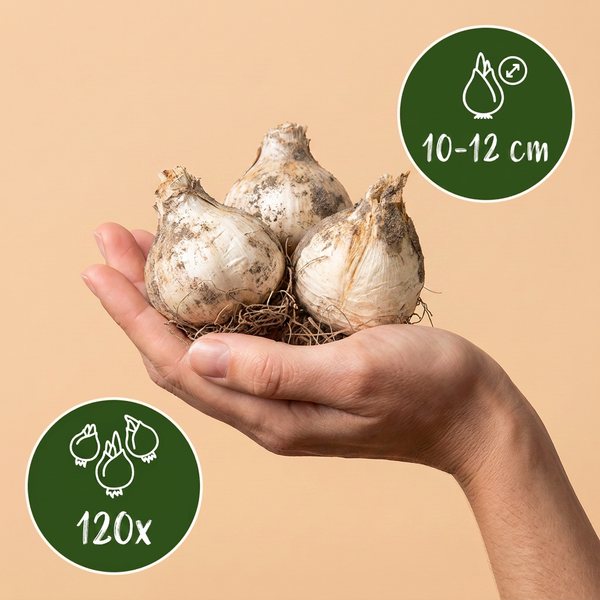 120x Allium Christophii - Sierui