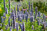 Agastache 'Black Adder' (6 stuks)