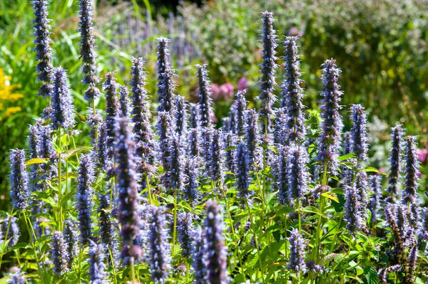 Agastache 'Black Adder' (6 stuks)