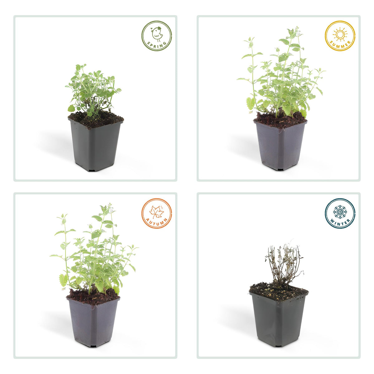 Nepeta 'Six Hills Giant' (6 stuks)
