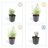 Nepeta 'Six Hills Giant' (6 stuks)