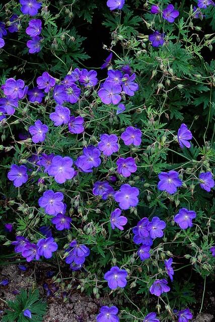 Geranium 'Johnson's Blue' (6 stuks)