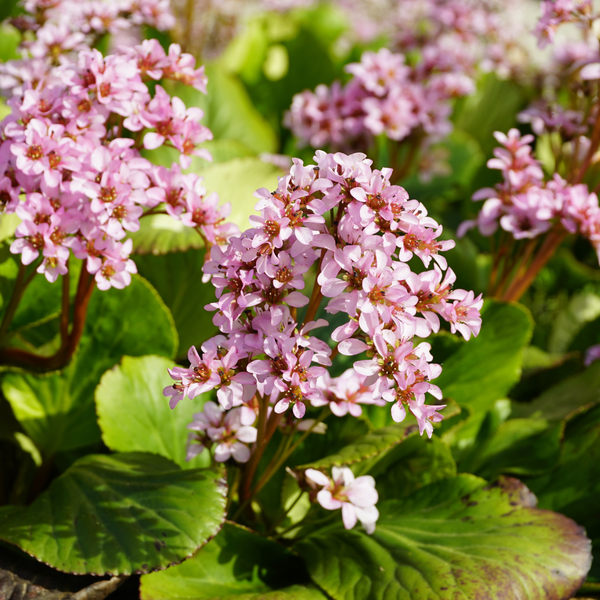 Bergenia cordifolia (6 stuks)
