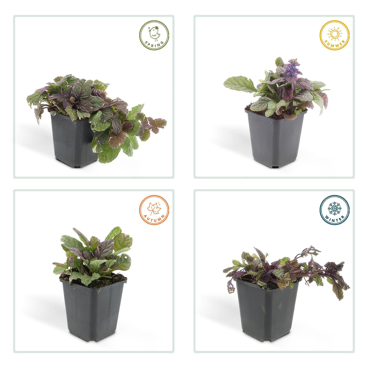 Ajuga reptans 'Burgundy Glow' (6 stuks)