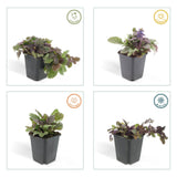 Ajuga reptans 'Burgundy Glow' (6 stuks)