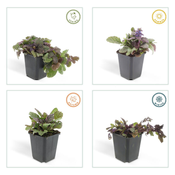 Ajuga reptans 'Burgundy Glow' (6 stuks)