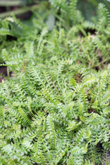 Leptinella squalida (6 stuks)