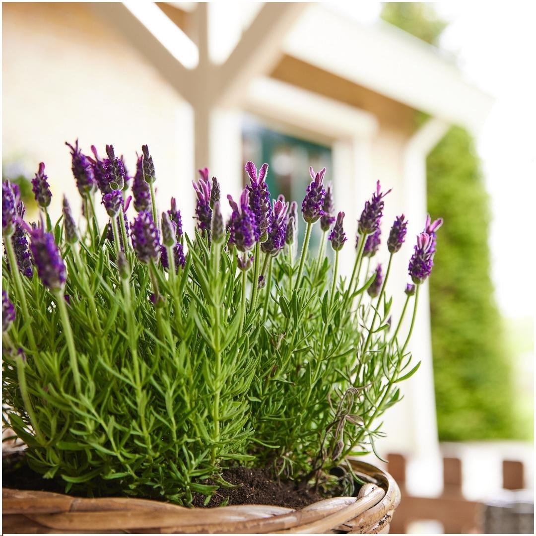 Lavandula stoechas 'Anouk' (24 stuks)