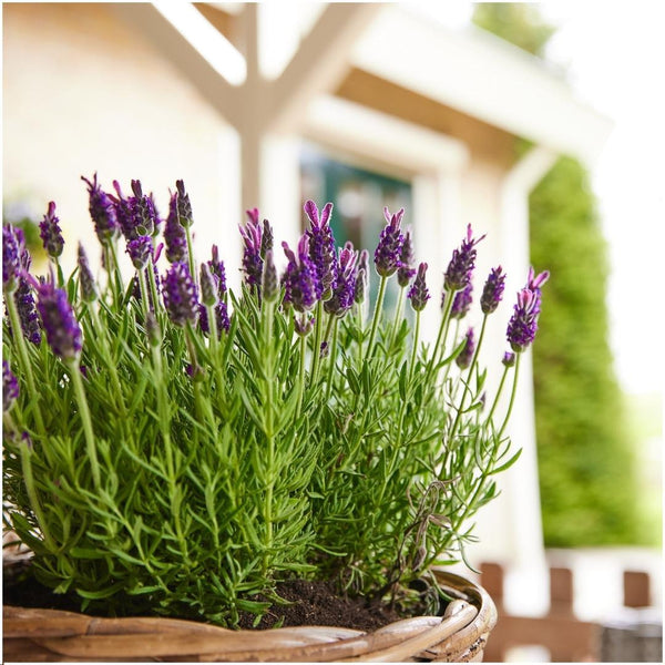 Lavandula stoechas 'Anouk' (24 stuks)