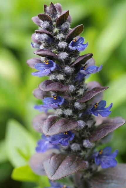 Ajuga reptans 'Catlin's Giant' (6 stuks)