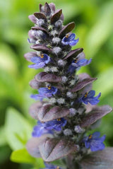 Ajuga reptans 'Catlin's Giant' (6 stuks)