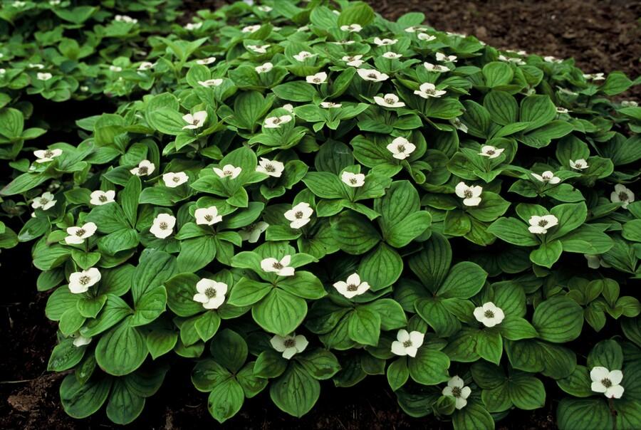 Cornus canadensis (6 stuks)