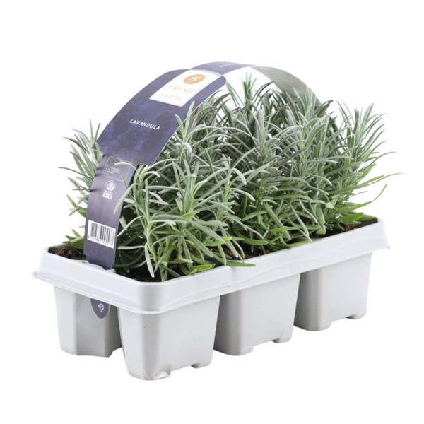 Lavandula angustifolia (6 stuks)