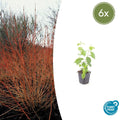 Cornus sanguinea 'Midwinter Fire' (6 stuks)