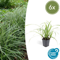 Verpakking — Carex morrowii 'Ice Dance' (6 stuks)